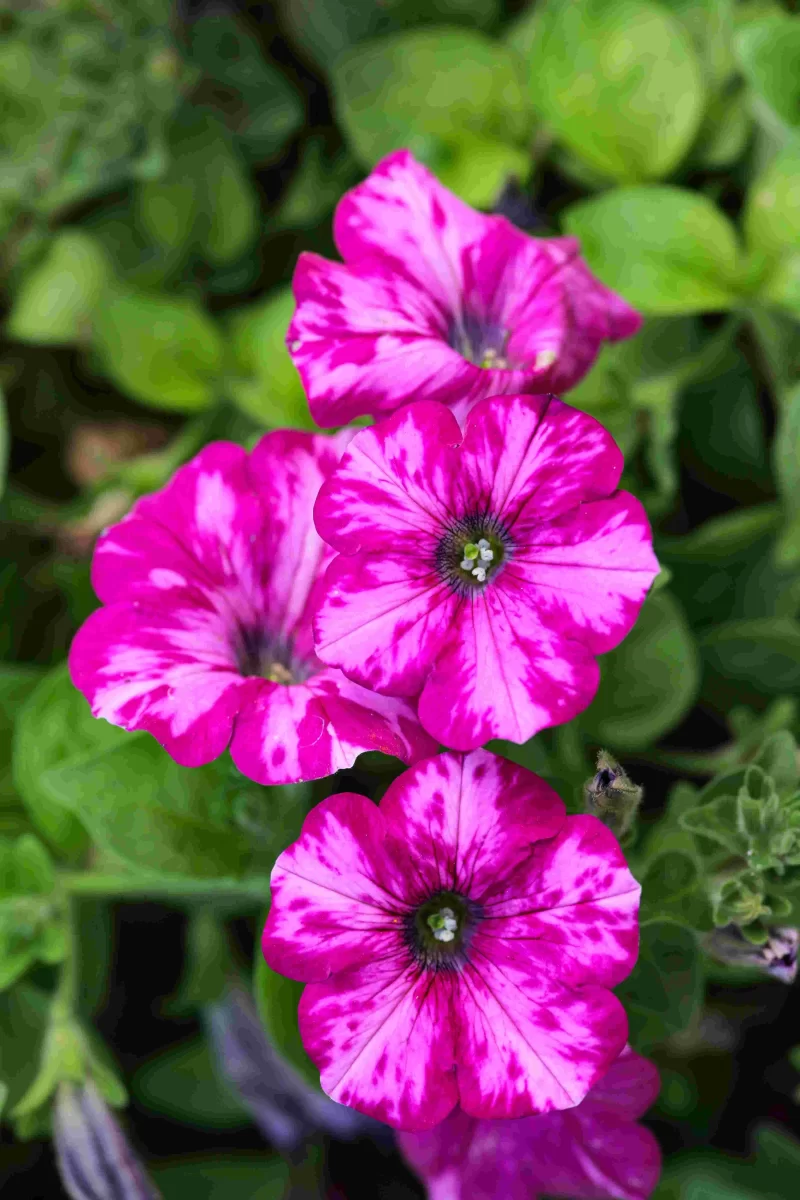 Petunia Supertunia raspberry blast 2