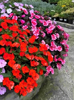 sunpatiens