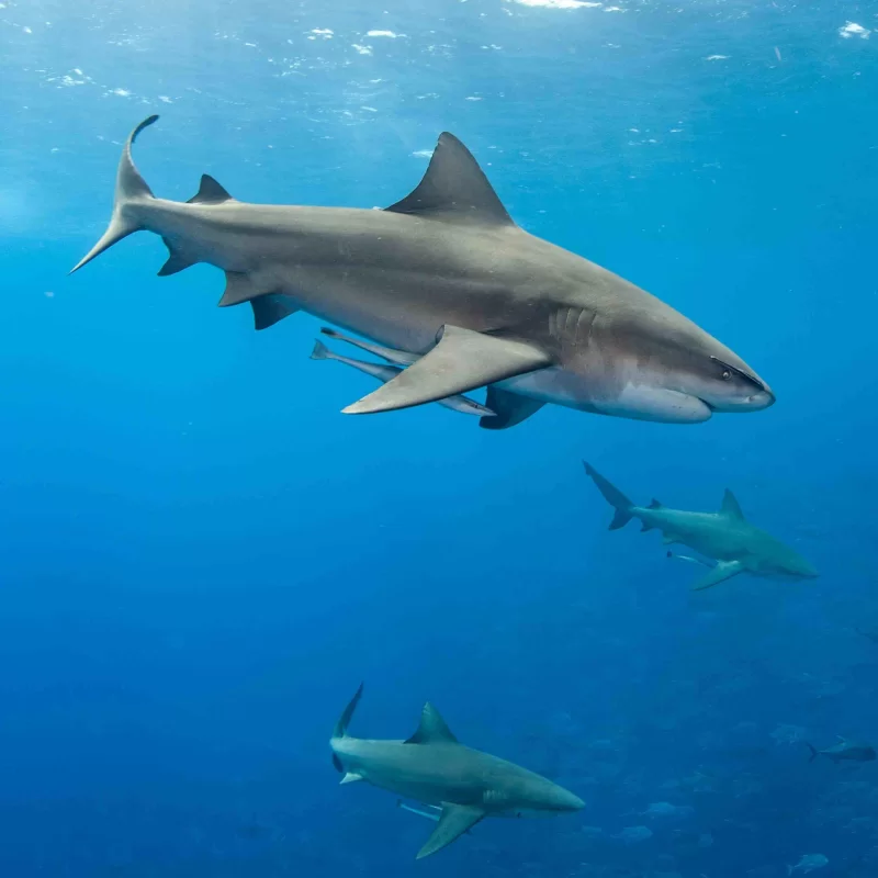 Bull Sharks Ryan Daly