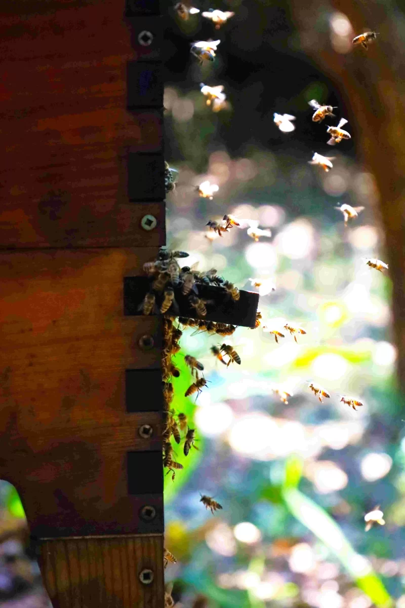 Bees 01