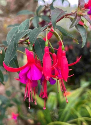 fuchsia sundancer