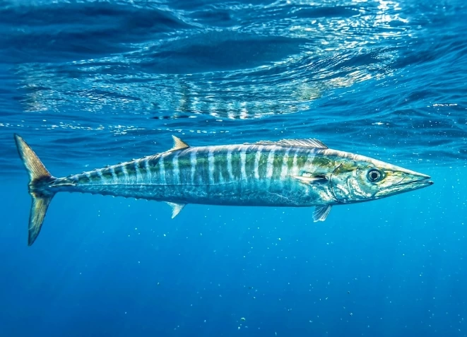 spearfishing